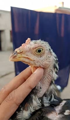 Aseel Chicks
