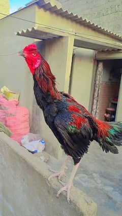 Aseel murga for sale