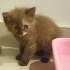CHOCOLATE COLOR,TRIPLE COATED KITTEN,DELIVERY AVAILABLE ALL OVER