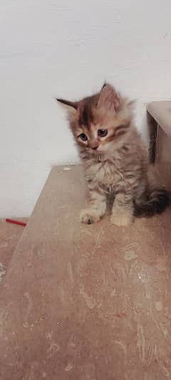 Persian cat 2 month old