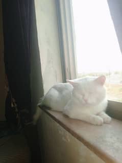 pertion male cat triple coted punched face odd eyes
