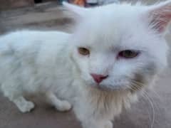 white cat male