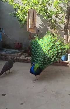 Indian