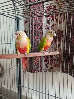 Pineapple Cnoure Breeder Pair For Sale