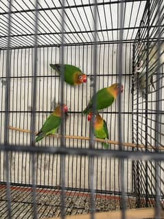 Love bird setup for sale