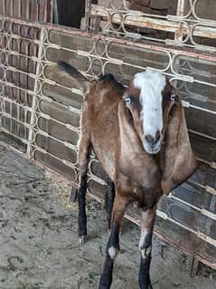 bakra