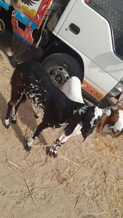 qurbani bakra fore sale