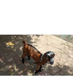 desi bakri female