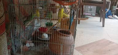 parrots gages