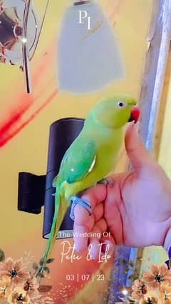 Green ringneck parrot handtame male parrot