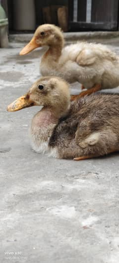 Duk