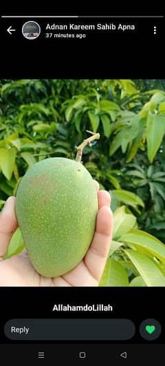 mangoes