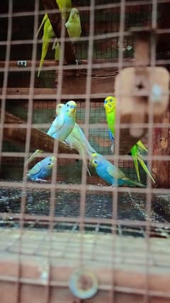 Premium Budgie Colony – Rare Red-Eyes + Rainbow Color Set