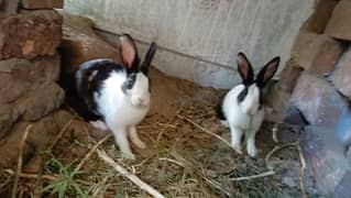 One pair of Rabbit
