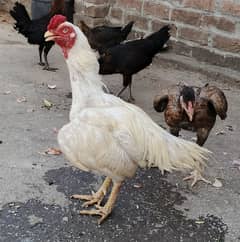 Aseel hens