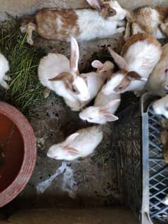 Rabbit sale 800