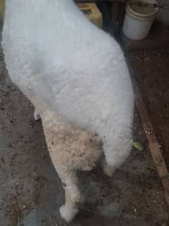 Selling my Sheep