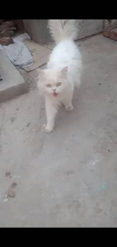 persian cat pair available