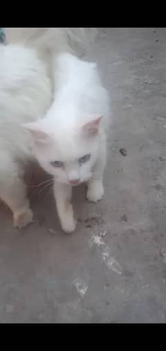 persian cat available for free 03004245714