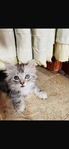 Persian Doll Fase