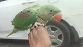 raw parrot for sale