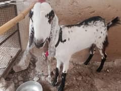 bakri