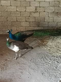 peacock