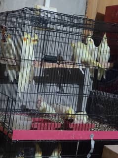 Breader pair for sell
