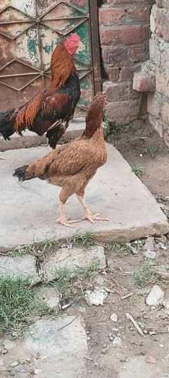 Aseel