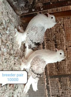 fancy pigeon | kabutar| Jacobin|  frillback saddle | amarican fantail|