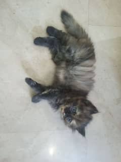 parshian kitten for sale 03141162863