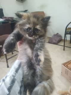 parshian kitten for sale 03141162863