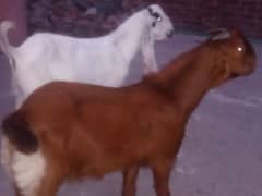 Qurbani ka Bakra (donda) for sale