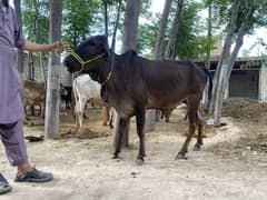 Eid Qurbani , Eid Ul Azha , Qurbani animals, Cows