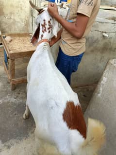 Ablag gulabi khassi bakray 2 dath