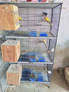 Birds for sell