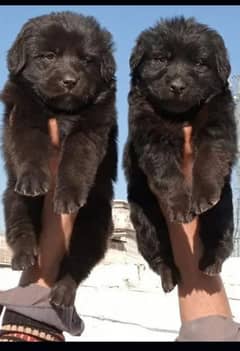 Black German Shepherd Pair | German Shepherd Long Coat Puppies