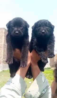 Black German Shepherd Pair | German Shepherd Long Coat Puppies