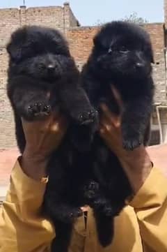 Black German Shepherd Pair | German Shepherd Long Coat Puppies
