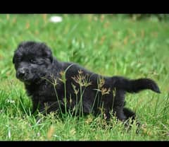 Black German Shepherd Male Dog | German Shepherd Long Coat Puppy