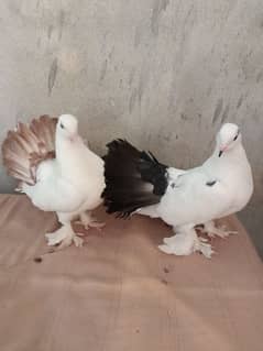 beautiful lucky pigeons for sale