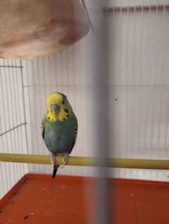 Australian toty 3 pier whit Cage