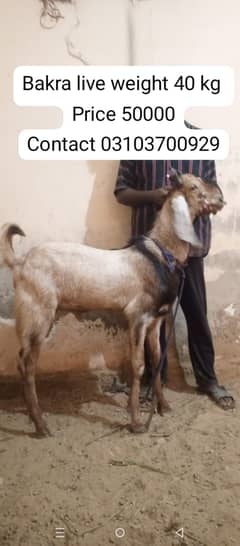 Bakra | goat | Bakra for sale | goat for sale
