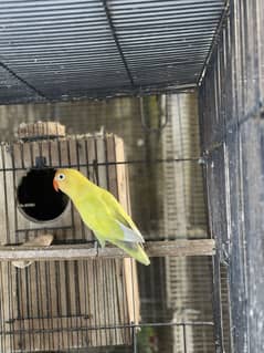 Lovebirds Parblue Pastelino x Albino Red eye breeder pair With Dna