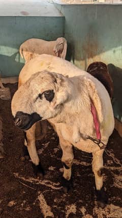 mundra dumab qurbane 2025