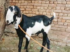 Animals for Eid-ul-Adha(qurbani)