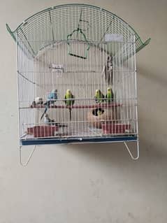budgie for sale