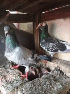 breader and foster pair just pair