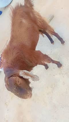 Bakra