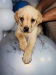 labrador male and female pair fully vaccinated